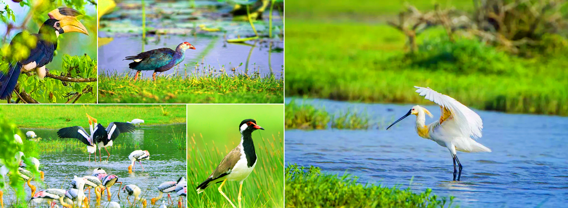 Bundala National Park