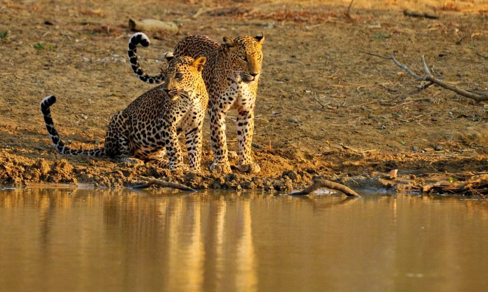 Camping in Kumana National Wildlife Sanctuary