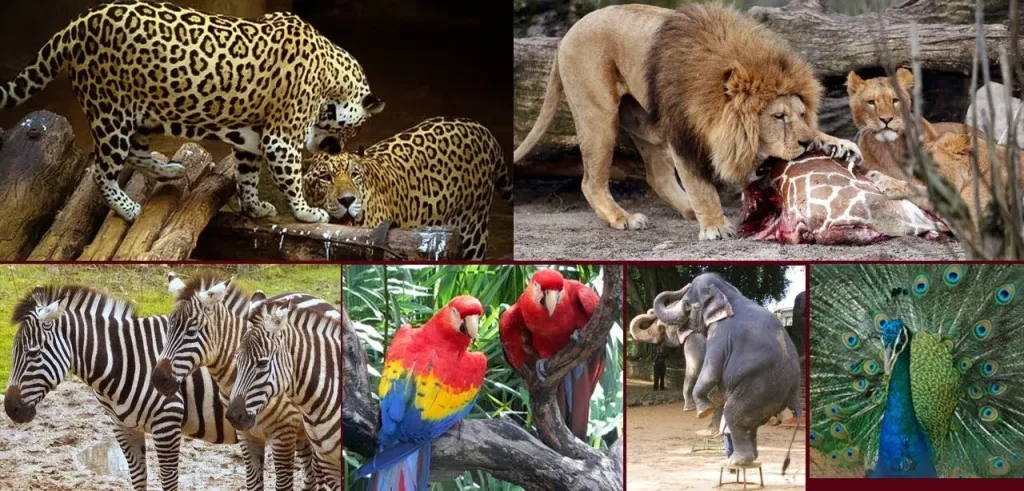 Dehiwala Zoo