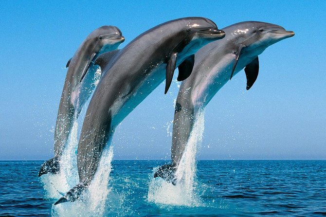 Kalpitiya Beach and Dolphin Watching