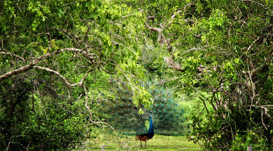 Yala National Park